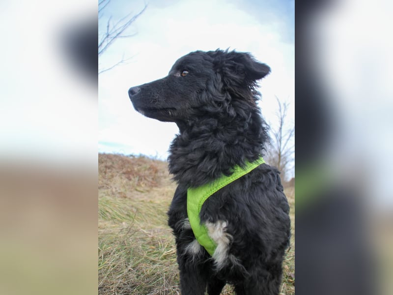 Verspielter TRUNTO - Traumbub mit dem Potential zum Herzenshund