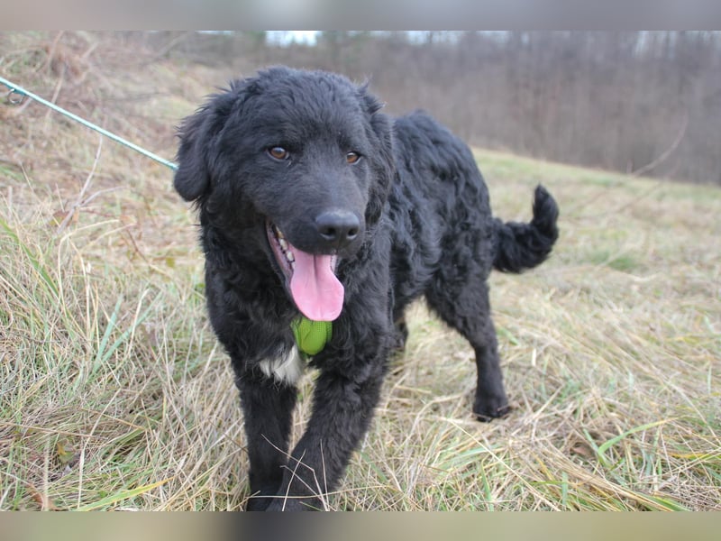 Verspielter TRUNTO - Traumbub mit dem Potential zum Herzenshund
