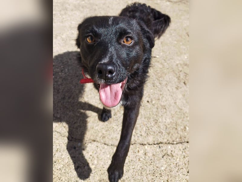 Verspielter ELVIS- sucht Zuhause für immer