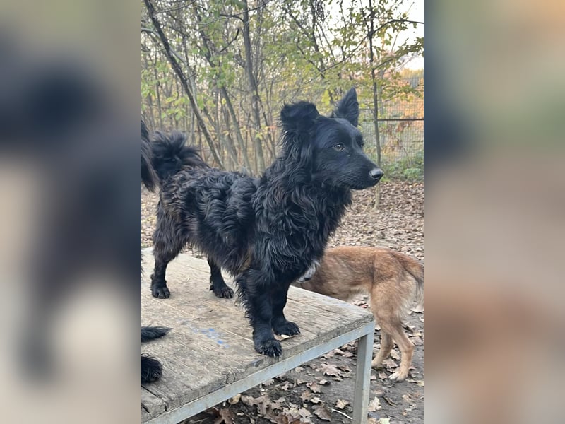 Kuschelkönigin CAPRI liebt die Nähe der Menschen sehr
