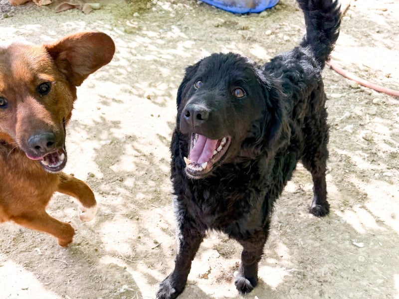 Verspielter TRUNTO - Traumbub mit dem Potential zum Herzenshund