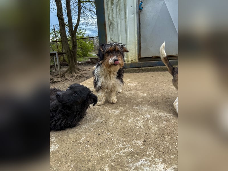 Kluger und neugieriger PANCHO ist ein verschmuster Hundebub