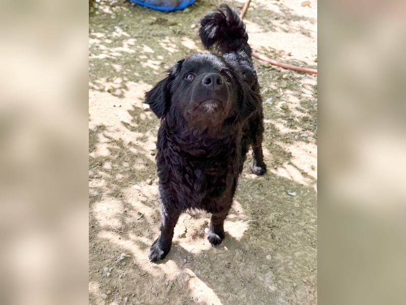 Verspielter TRUNTO - Traumbub mit dem Potential zum Herzenshund
