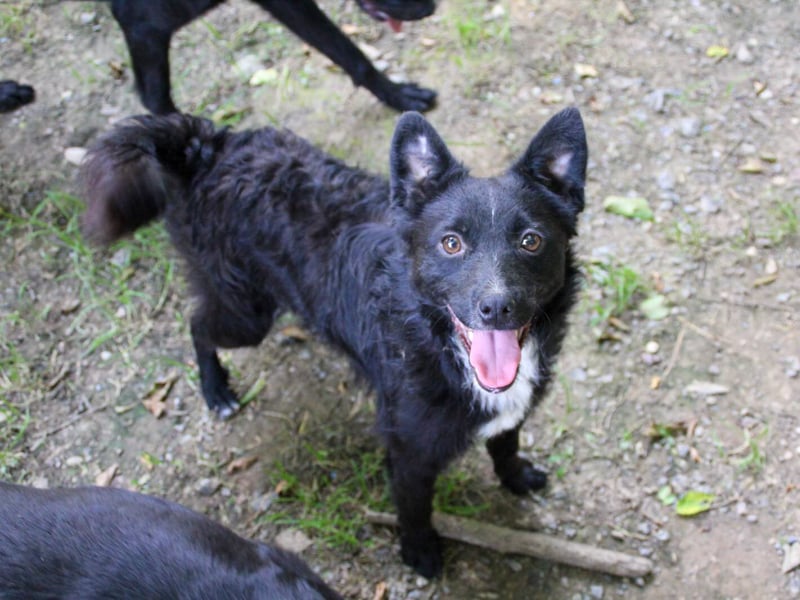 Verspielter ELVIS- sucht Zuhause für immer
