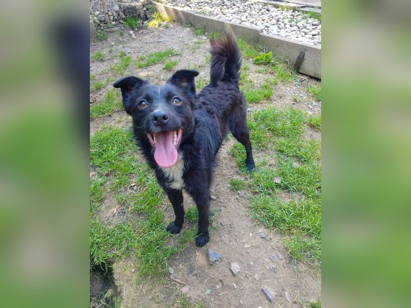 Verspielter ELVIS- sucht Zuhause für immer