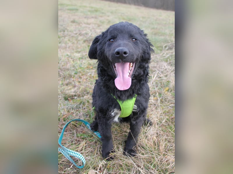 Verspielter TRUNTO - Traumbub mit dem Potential zum Herzenshund