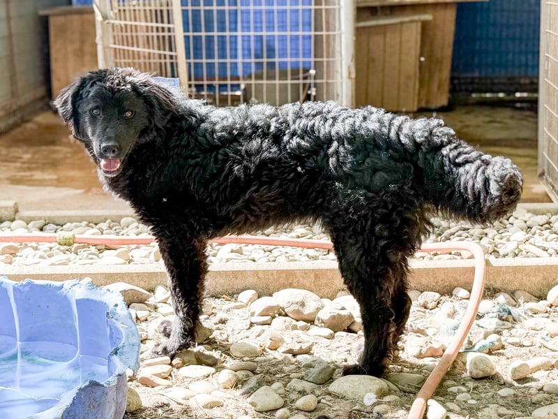 Verspielter TRUNTO - Traumbub mit dem Potential zum Herzenshund