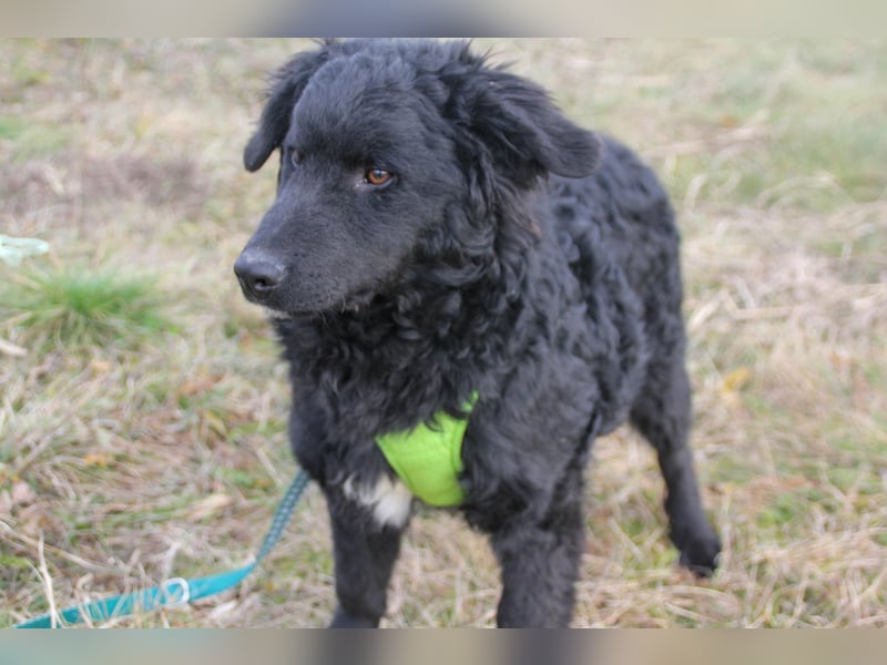 Verspielter TRUNTO - Traumbub mit dem Potential zum Herzenshund