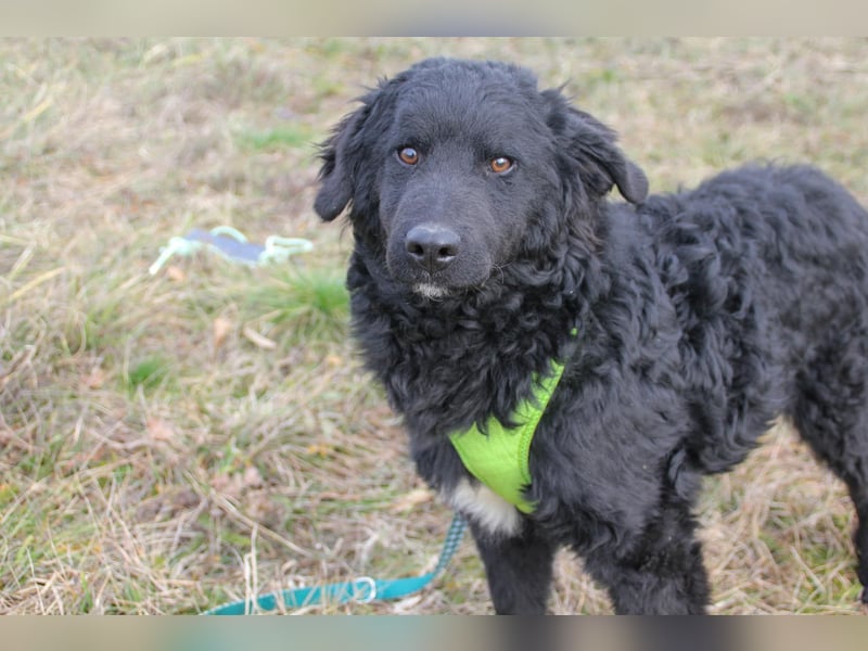 Verspielter TRUNTO - Traumbub mit dem Potential zum Herzenshund