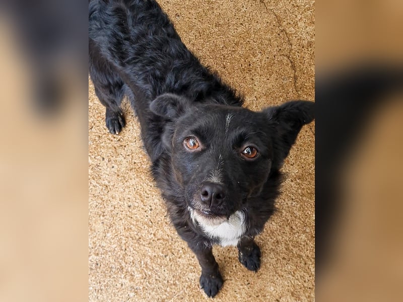 Verspielter ELVIS- sucht Zuhause für immer