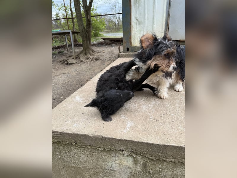 Kluger und neugieriger PANCHO ist ein verschmuster Hundebub