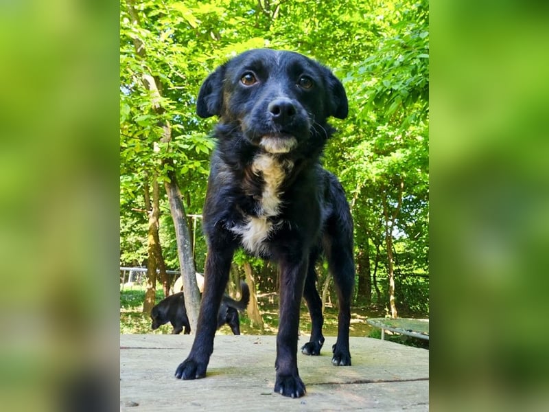 Verspielter ELVIS- sucht Zuhause für immer
