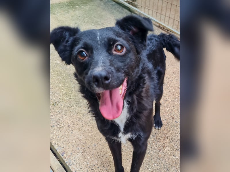 Verspielter ELVIS- sucht Zuhause für immer