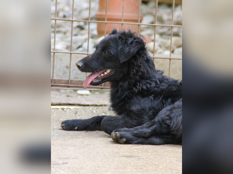 Kuschelkönigin CAPRI liebt die Nähe der Menschen sehr