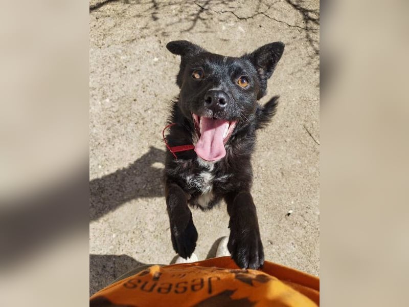 Verspielter ELVIS- sucht Zuhause für immer