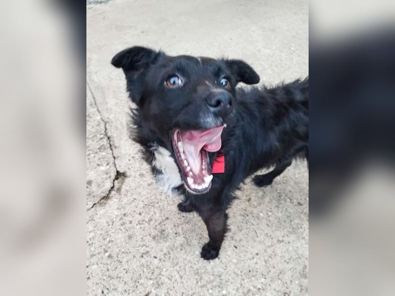 Verspielter ELVIS- sucht Zuhause für immer