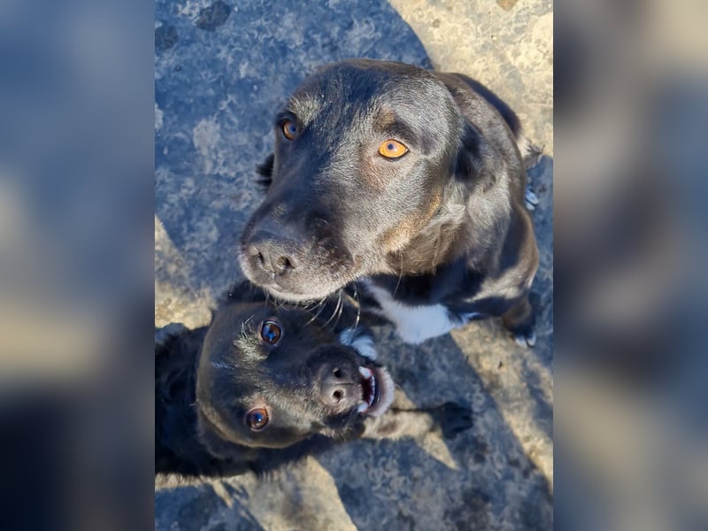 Verspielter ELVIS- sucht Zuhause für immer