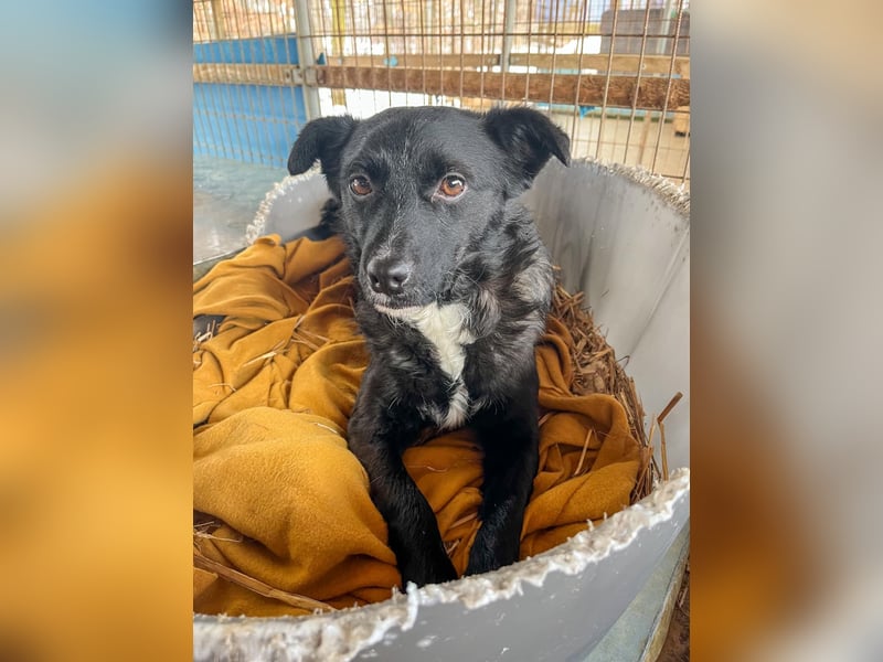 Verspielter ELVIS- sucht Zuhause für immer
