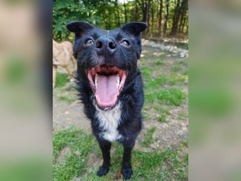Verspielter ELVIS- sucht Zuhause für immer