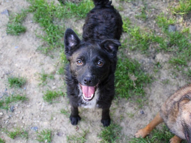 Verspielter ELVIS- sucht Zuhause für immer