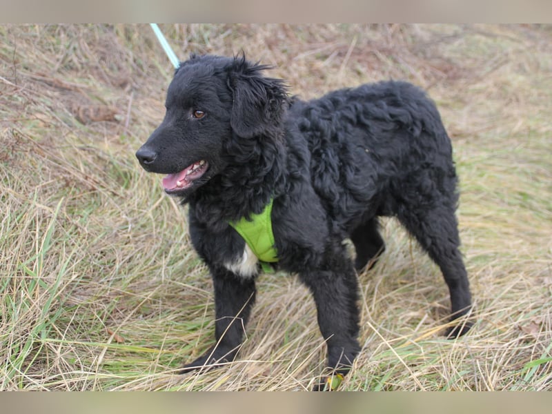 Verspielter TRUNTO - Traumbub mit dem Potential zum Herzenshund