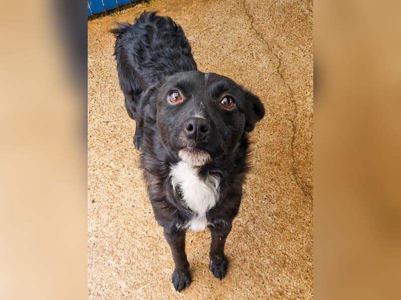 Verspielter ELVIS- sucht Zuhause für immer