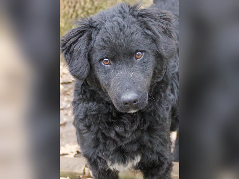Verspielter TRUNTO - Traumbub mit dem Potential zum Herzenshund
