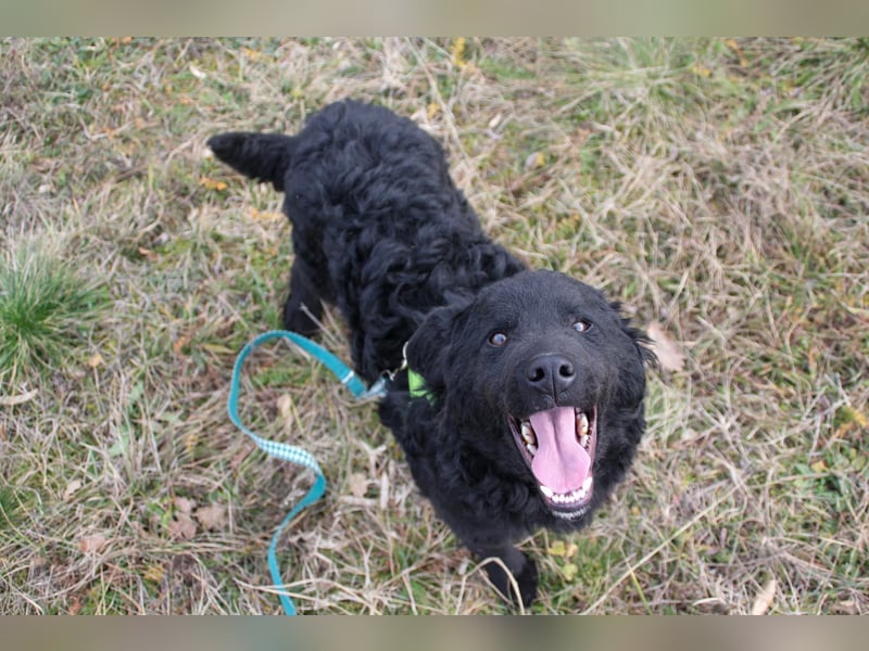 Verspielter TRUNTO - Traumbub mit dem Potential zum Herzenshund