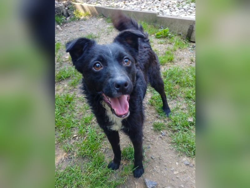 Verspielter ELVIS- sucht Zuhause für immer