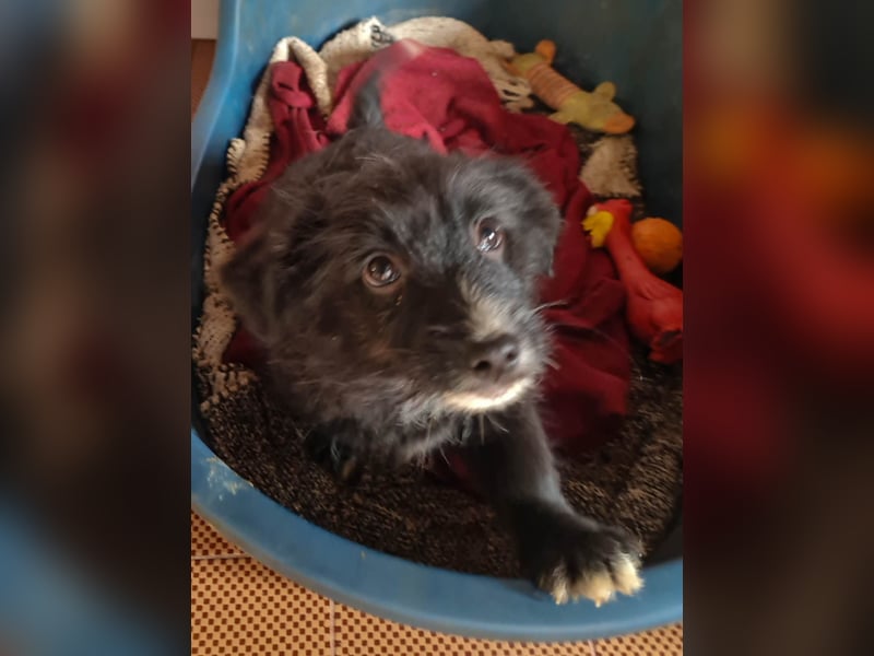 Traumbub TESLA - verspielt, verschmust und zuckersüß