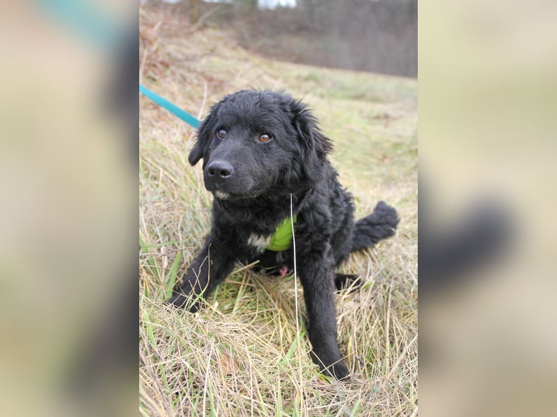 Verspielter TRUNTO - Traumbub mit dem Potential zum Herzenshund