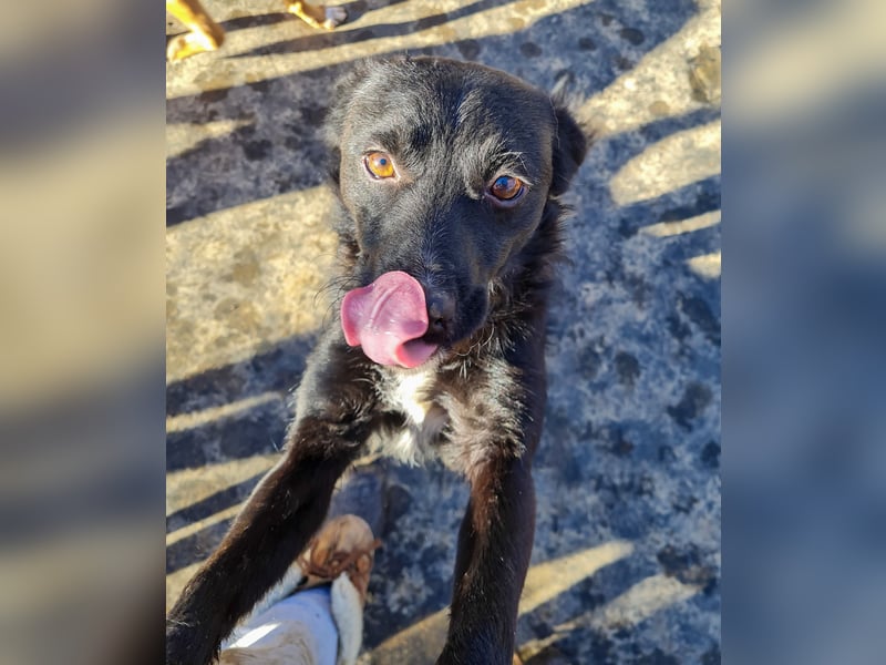Verspielter ELVIS- sucht Zuhause für immer