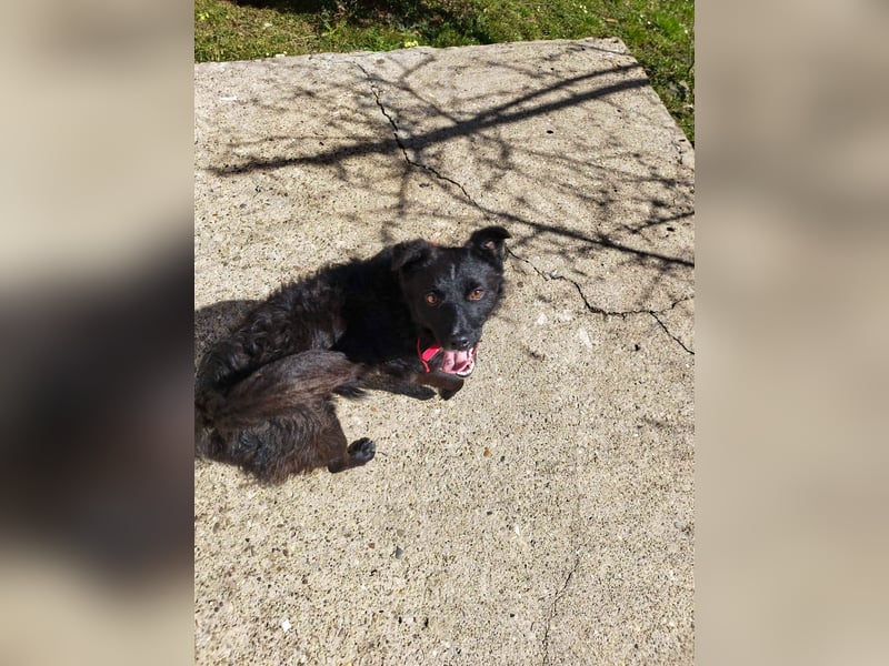 Verspielter ELVIS- sucht Zuhause für immer