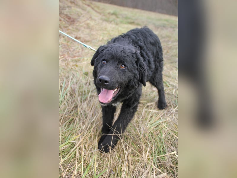 Verspielter TRUNTO - Traumbub mit dem Potential zum Herzenshund
