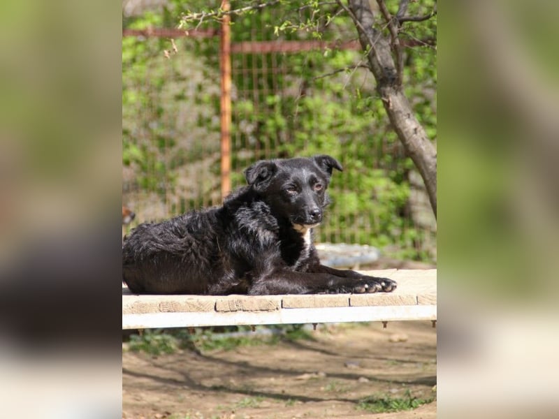 Verspielter ELVIS- sucht Zuhause für immer