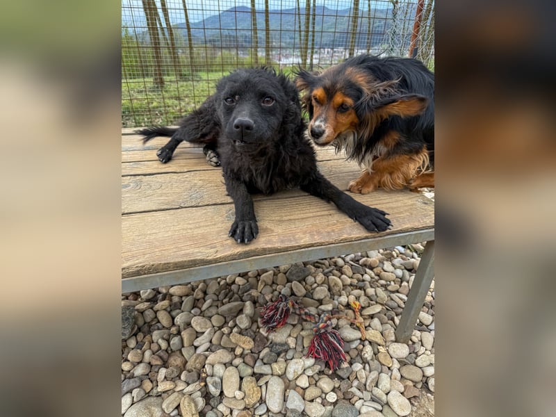 Kluger und neugieriger PANCHO ist ein verschmuster Hundebub