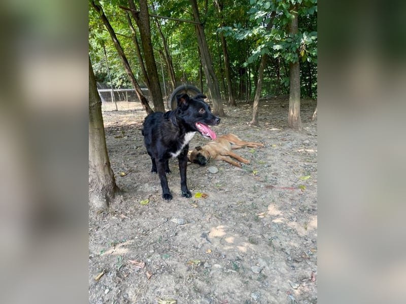 Verspielter ELVIS- sucht Zuhause für immer