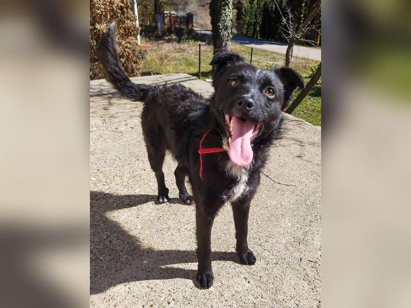 Verspielter ELVIS- sucht Zuhause für immer