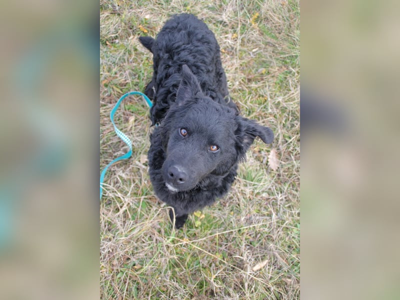 Verspielter TRUNTO - Traumbub mit dem Potential zum Herzenshund