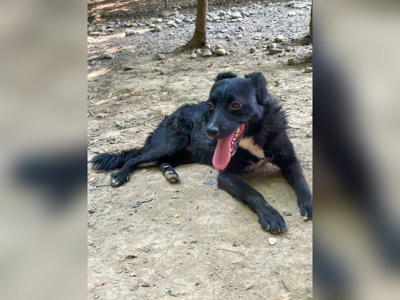 Verspielter ELVIS- sucht Zuhause für immer