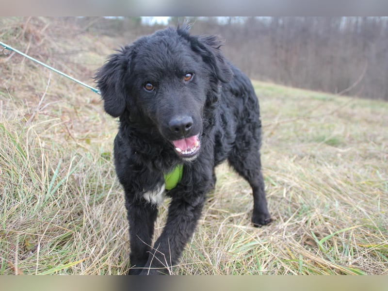 Verspielter TRUNTO - Traumbub mit dem Potential zum Herzenshund