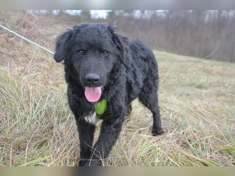 Verspielter TRUNTO - Traumbub mit dem Potential zum Herzenshund