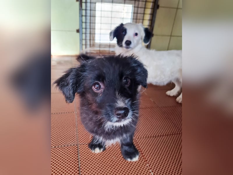 Traumbub TESLA - verspielt, verschmust und zuckersüß