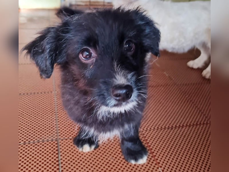 Traumbub TESLA - verspielt, verschmust und zuckersüß