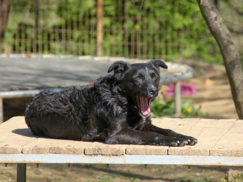 Verspielter ELVIS- sucht Zuhause für immer
