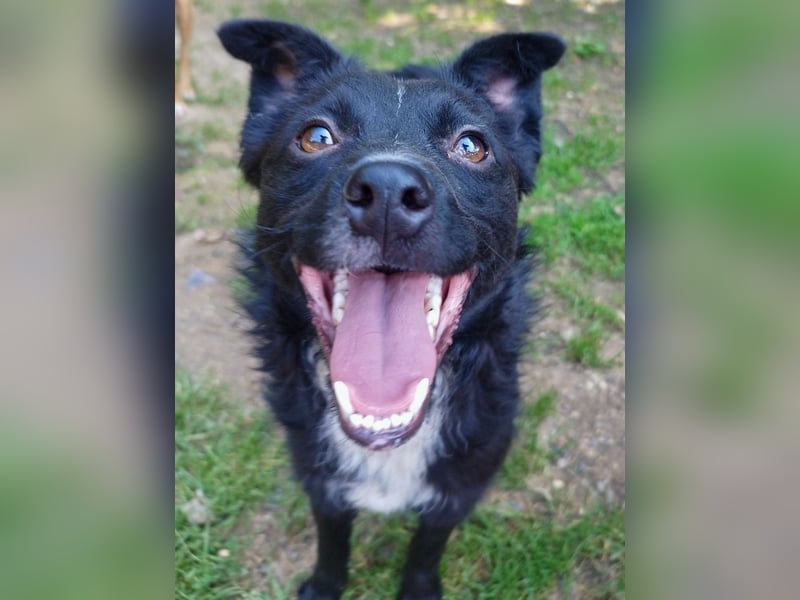 Verspielter ELVIS- sucht Zuhause für immer