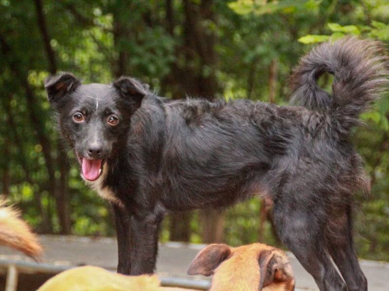 Verspielter ELVIS- sucht Zuhause für immer