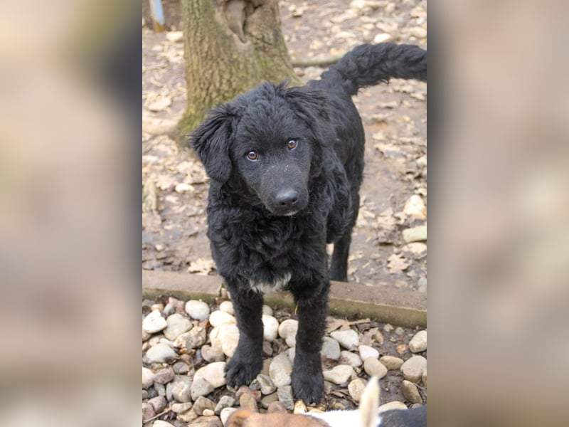 Verspielter TRUNTO - Traumbub mit dem Potential zum Herzenshund
