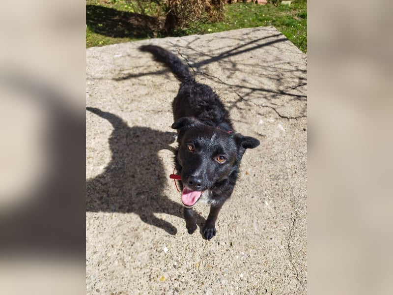 Verspielter ELVIS- sucht Zuhause für immer
