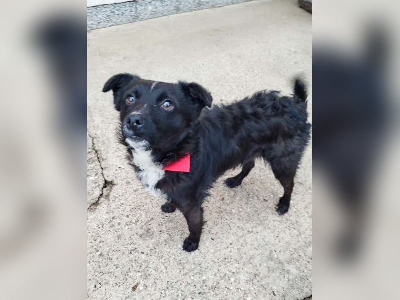 Verspielter ELVIS- sucht Zuhause für immer